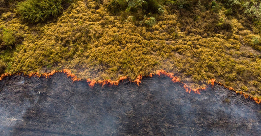 Como a sabedoria Indígena protege as florestas no manejo controlado do fogo