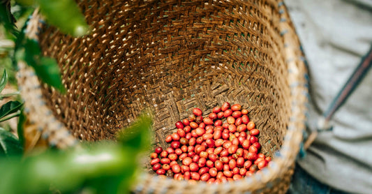 Como Sistemas Agroflorestais Indígenas contribuem para Biodiversidade e autonomia alimentar
